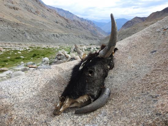 En trek, pour le ravitaillement en viande, les cusiniers font du mieux qu'il peuvent avec ce qu'ils trouvent sur le bord du chemin...