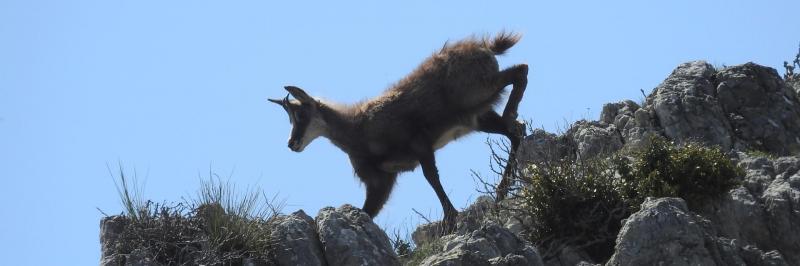 Un éterlou sur les crêtes du Pioulet (Mourres du Verdon)