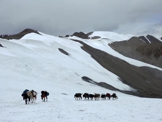 La caravane de mules s'apprête à nous dépasser à l'approche du Lasermo La