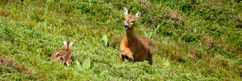 Une biche et son faon sur les crêtes du puy Griou