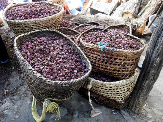 La cardamome alai ci, une institution par ici !