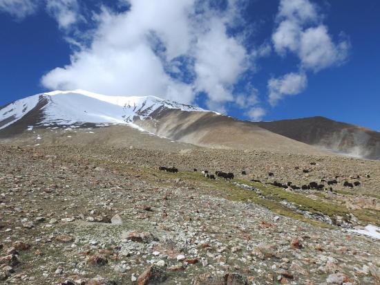 Un troupeau de yacks dans le vallon du Steansi La