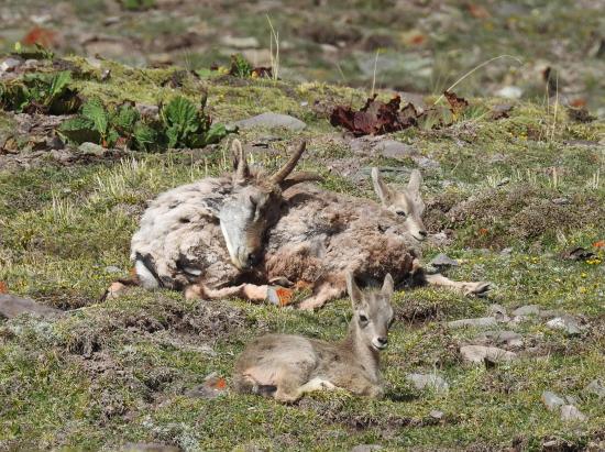 Maman bharal et sa progéniture au Konmaru La BC E