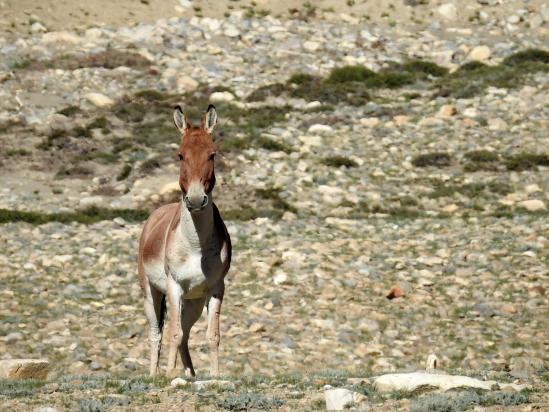 A l'entrée de la vallée des kiangs, le premier specimen nous accueille...