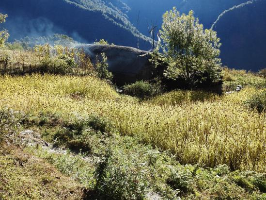 Chyamtang, ses terrasses plantées de millet au-dessus de la vallée de l'Arun nadi