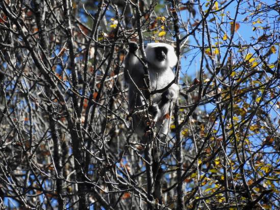 Singe langur