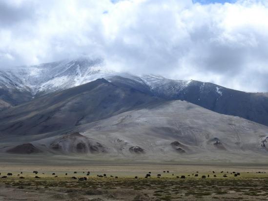 More Plains, d'ailleurs le nom viendrait de Waterloo, morne plaine... dit-on