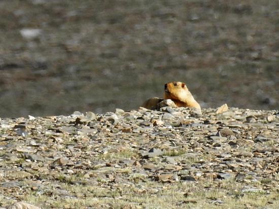 Commère marmotte sort de son terrier...