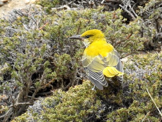 Un zoziau jaune...