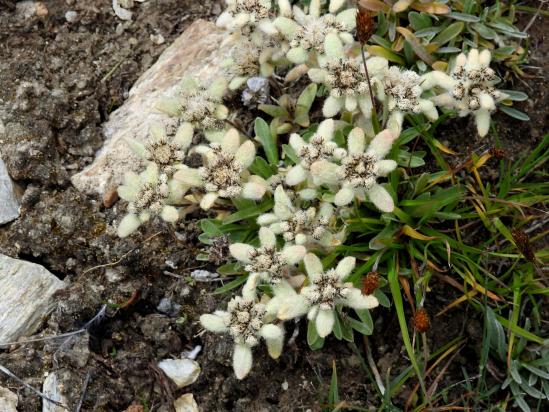 Des myriades d'edelweiss au milieu des prairies d'altitude à l'herbe bien fournie
