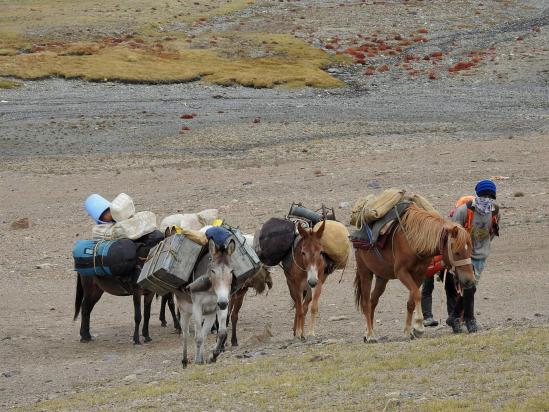 Ajiv Kumar et ses mules dans les dernières pentes du Ringchen La