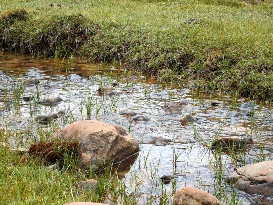 Un peu d'herbe en bordure de la rivière du côté de Likhim yogma