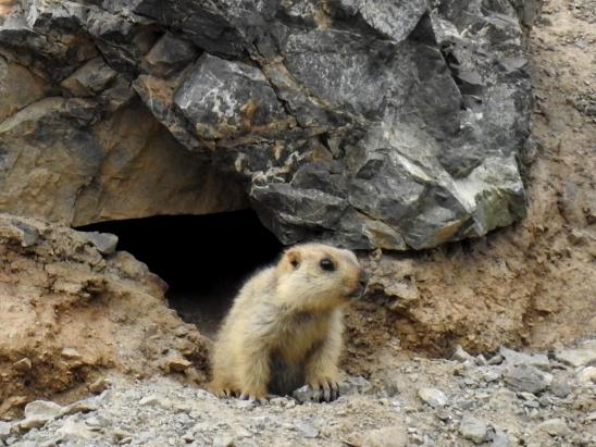 Le marmotton de Nechung Phu et ses frasques récréatives