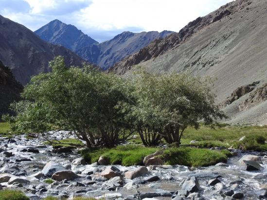 Changlung togpo : les deux premiers arbres qui annoncent une forêt plutôt dense en contrebas...