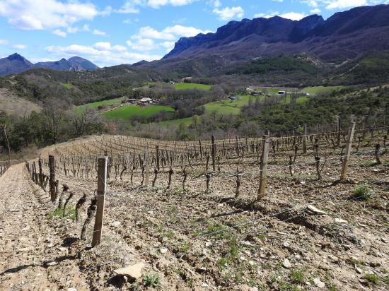 Les vignes d'Aubenasson sous les Trois-Becs