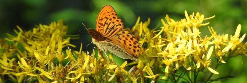 Belle entrée en matière en forêt avec la rencontre d'un tabac d'Espagne (ou Argynnis paphia)