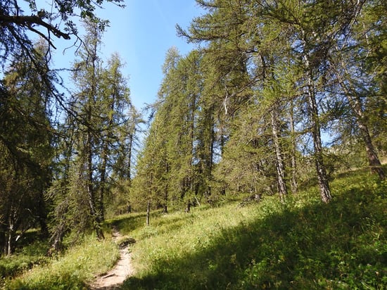 Traversée d'un mélézin au départ de la Foux d'Allos