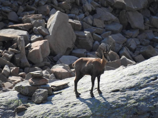 Chamois