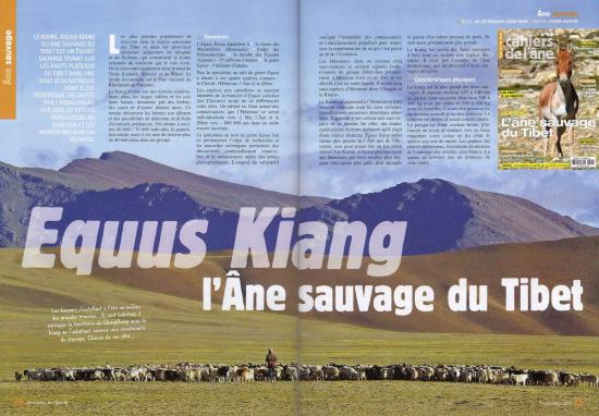 Au Changthang, rencontre avec les kiangs