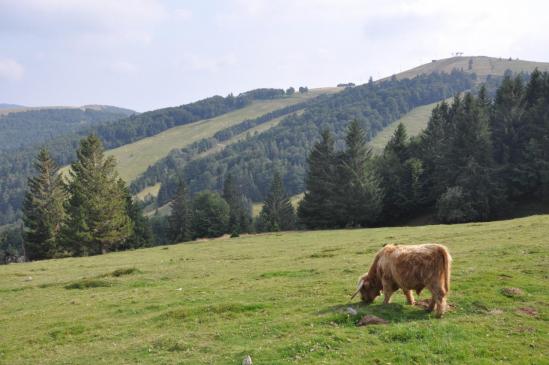 Un taureau Highland au Markstein...