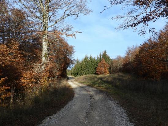 Clairière de Malatra en automne