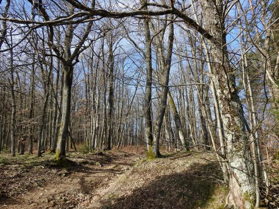 En forêt au départ du col des Fans