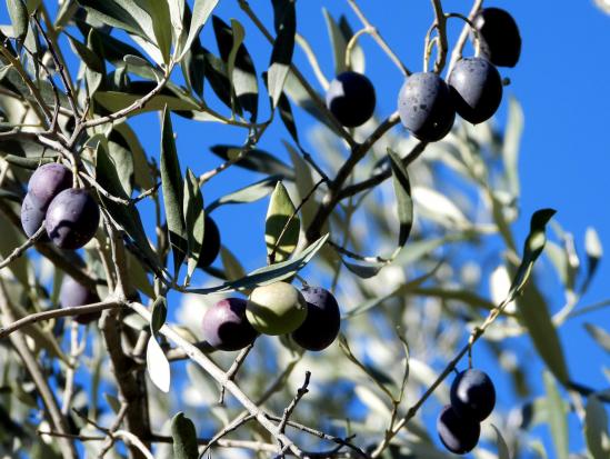 La tanche, l'olive de Nyons que l'on trouve dans la vallée de l'Eygues