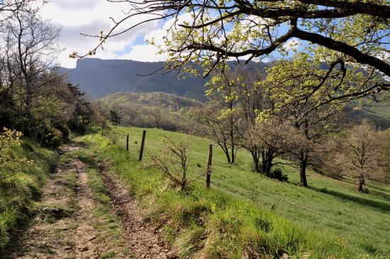 Le Champ des Pins entre Saint-Vincent et le col de Tourniol