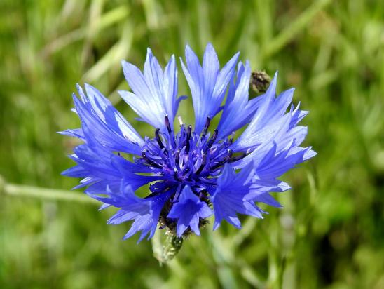 Une fleur parmi les fleurs : une centaurée barbeau (ou bleuet)