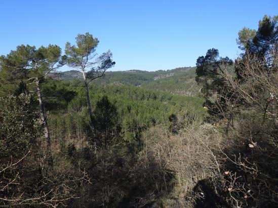 Au coeur de la forêt de Pélissier