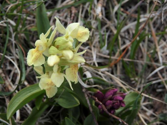 Une orchidée du Dauphiné au col de Volvent