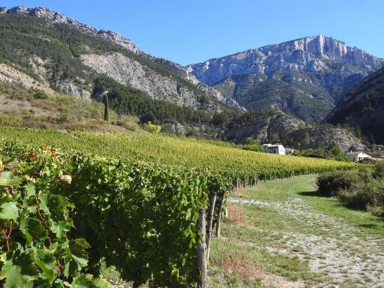 Traversée du vignoble au départ de Laval-d'Aix (la montagne du Glandasse à l'horizon)