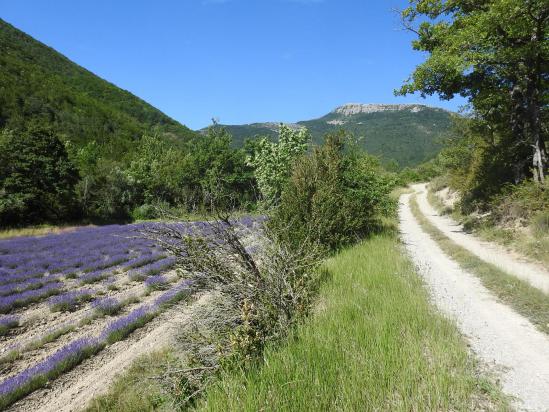 La montagne du Buc au fond du vallon du Rieu