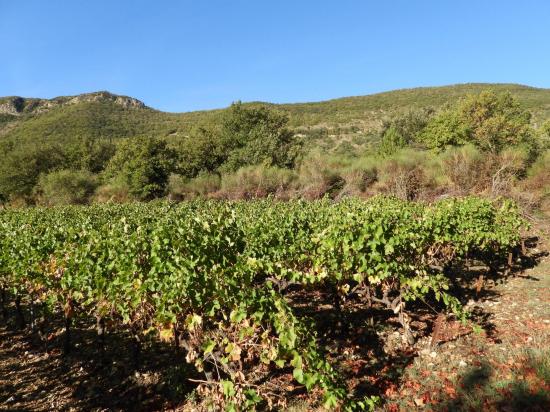 Dans les vignes au pied de la grosse montée vers la cime du Rozier