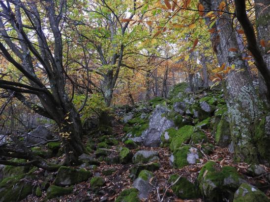 Dans une châtaigneraie entre la ferme de Chaillac et Extrémianoux