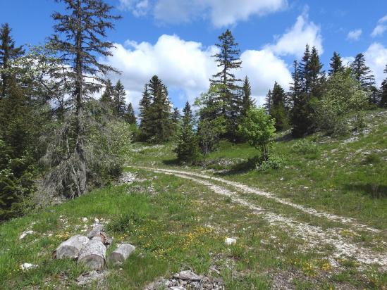 Sur la route forestière du Petit Bois