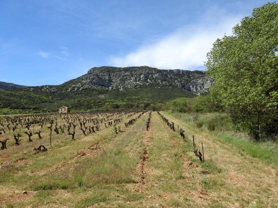 Le long de la Buèges entre Pégairolles et Saint-Jean (La Séranne)