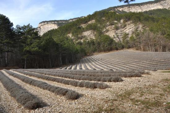 Le champ de lavande entre les ruisseaux de la Combe et de Gaudune