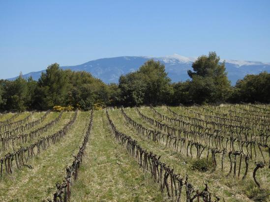 Le Mont-Ventoux vu par dessus les vignes à La Pelade