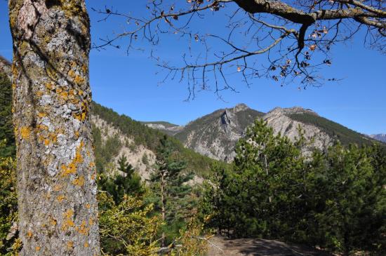 Montée en forêt pour la Combe Obscure