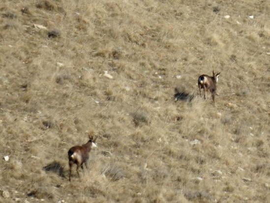 Une harde de chamois sur les pentes de Miélandre