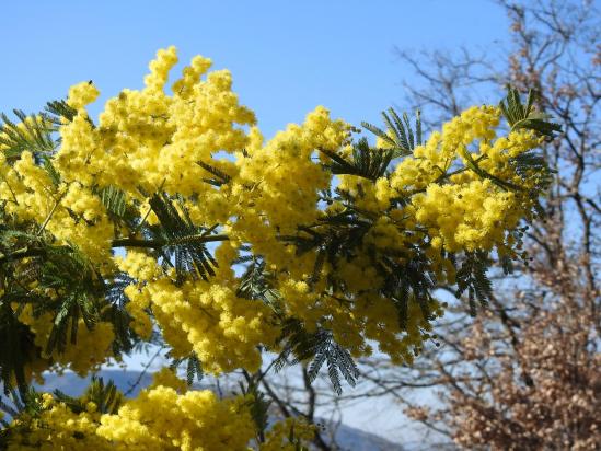 Le mimosa se plaît bien dans la Drôme Provençale...