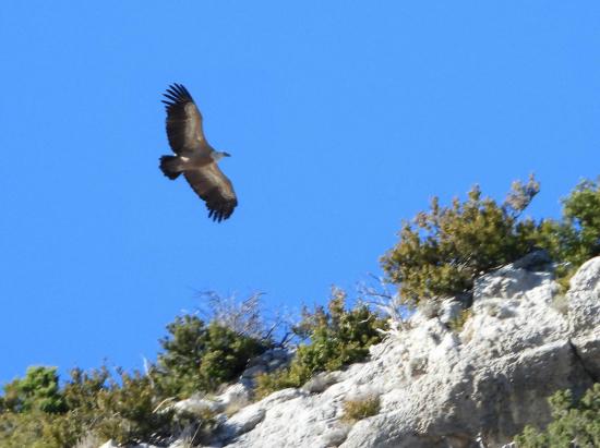 Vautour-fauve tournoyant au-dessus des falaises du Rocher de Saint-Auban