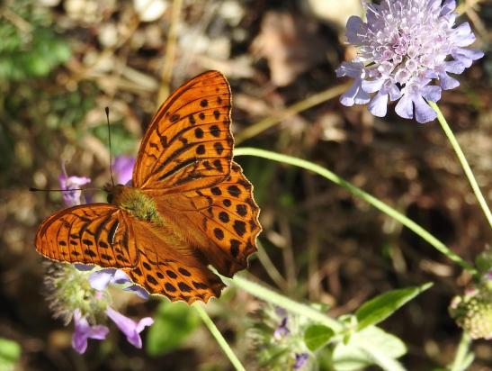 Papillon gourmand à l'approche du hameau de Suc