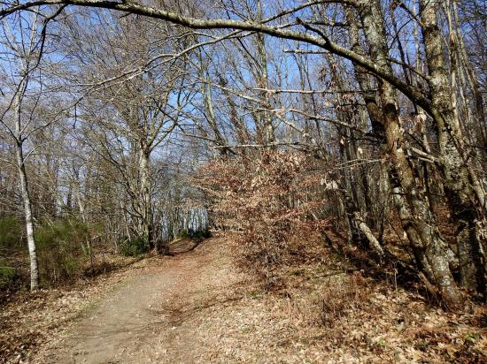 Dans le bois de Sizay