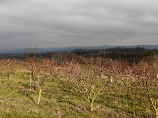 Les vergers sur le plateau entre Les Planards et La Mistrale