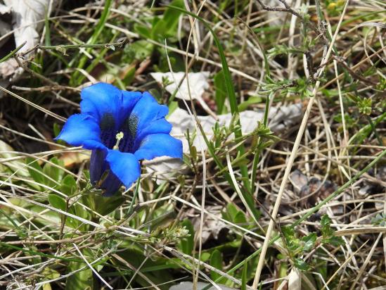 Gentiane de Koch à l'approche du col de Saint-Andéol