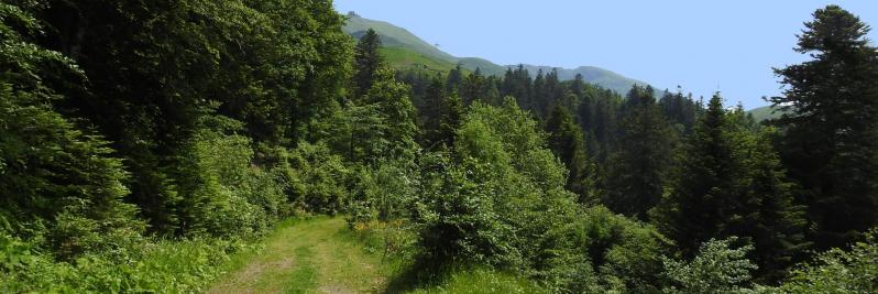 En bordure de la forêt domaniale du Plomb du Cantal