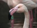 Un flamant du zoo du parc de la Tête d'Or