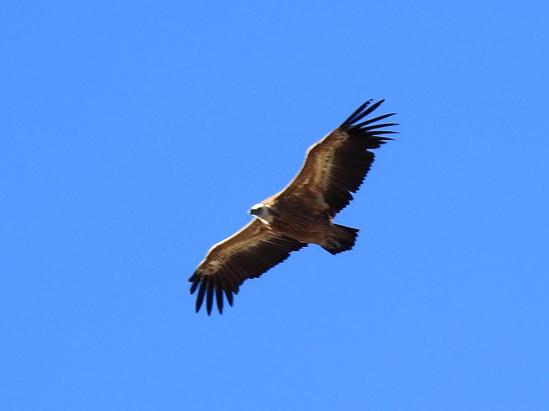 Un vautour-fauve plane au-dessus de la crête de la montagne de Praloubeau